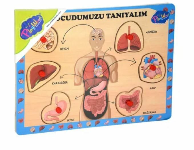 Playwood Vücudumuzu Tanıyalım Ahşap Puzzle