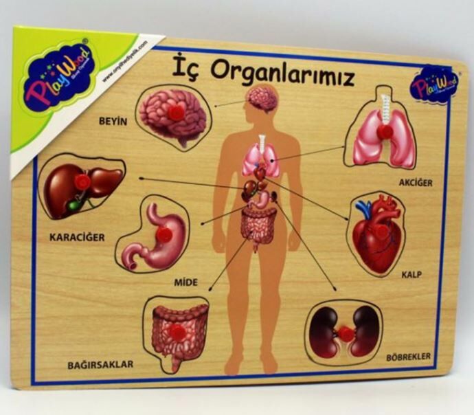 Ahşap Tutmalı İç Organlarımız Puzzle