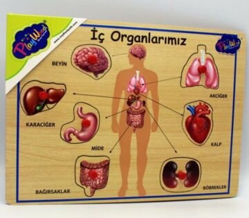 Ahşap Tutmalı İç Organlarımız Puzzle