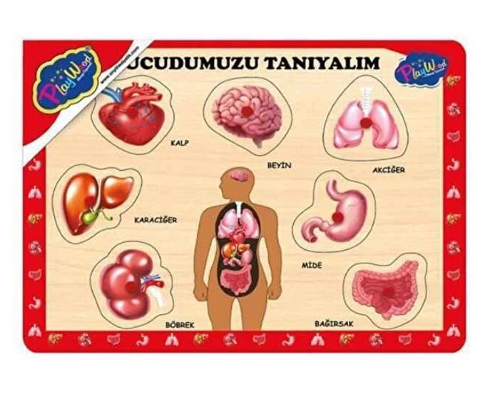 Playwood Vücudumuzu Tanıyalım Ahşap Puzzle 2